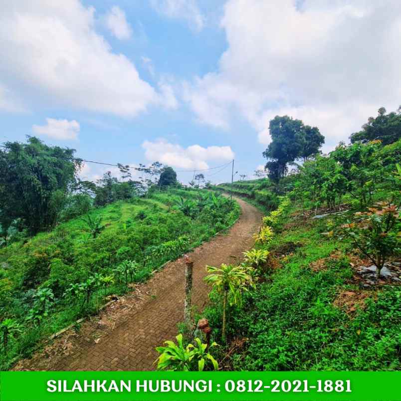 jual kebun alpukat sudah berbuah dibandung