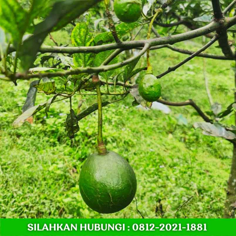 jual kebun alpukat sudah berbuah dibandung