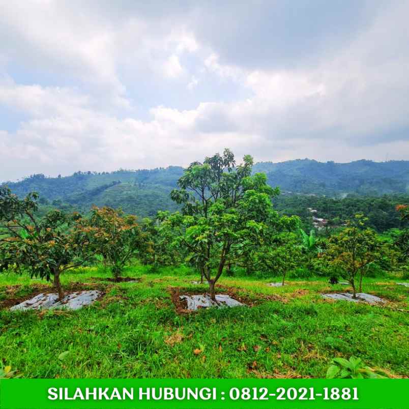 jual kebun alpukat sudah berbuah dibandung