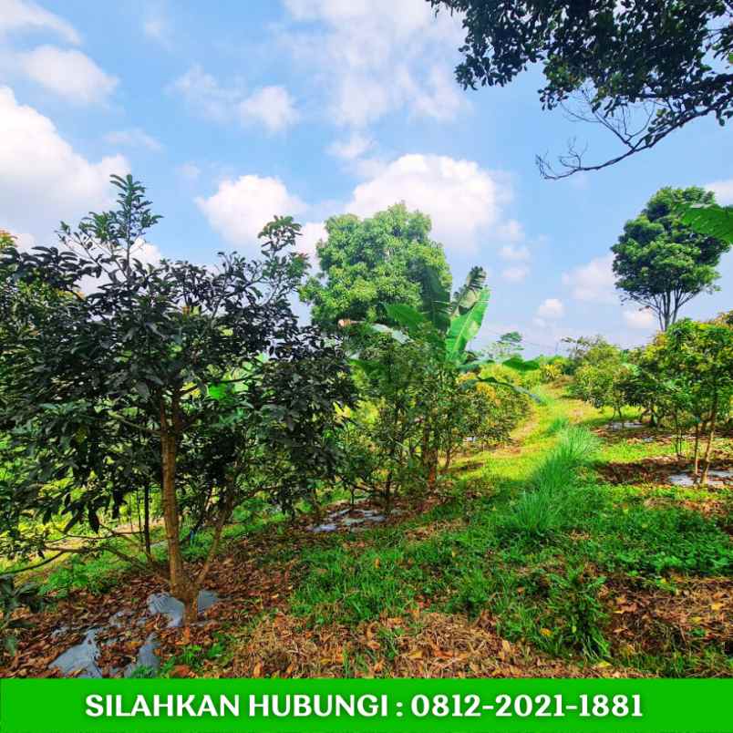 jual kebun alpukat sudah berbuah dibandung