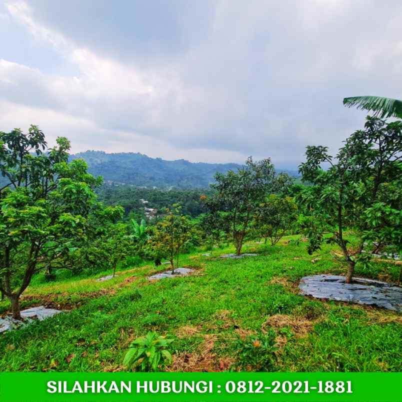 jual kebun alpukat sudah berbuah dibandung