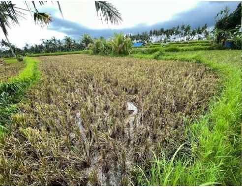 lahan pertanian area strategis gianyar