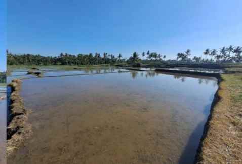 lahan pertanian subur strategis gianyar