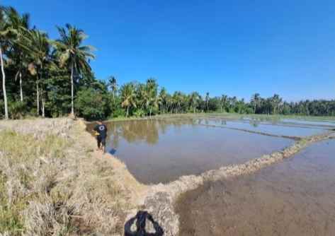 lahan pertanian subur strategis gianyar