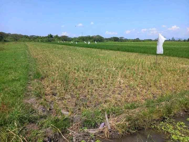 sawah tanah klaten sidowarno klaten