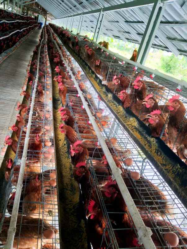 tanah dan usaha dijual untuk investasi ayam petelor