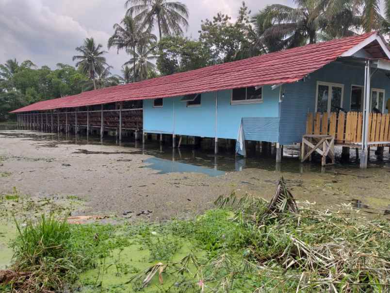 tanah dan usaha dijual untuk investasi ayam petelor