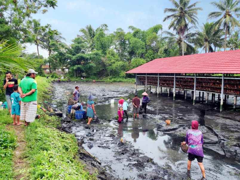 tanah dan usaha dijual untuk investasi ayam petelor