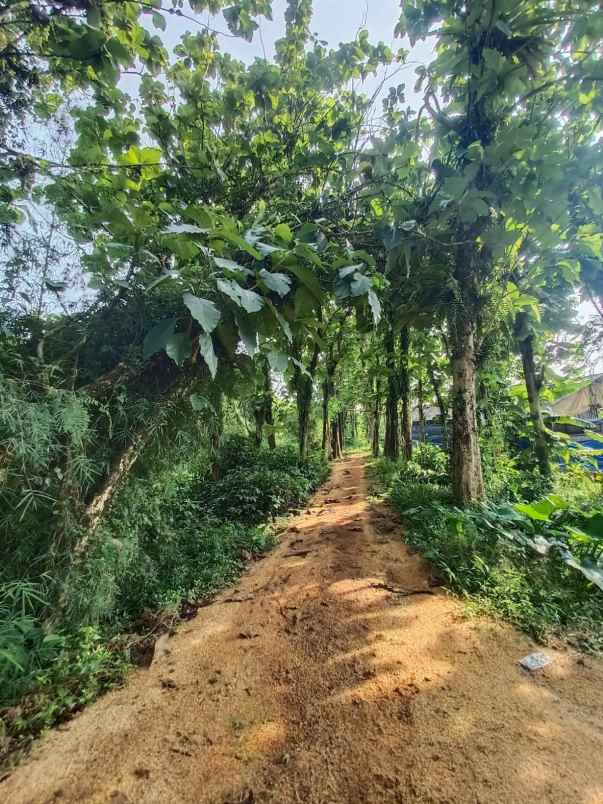 tanah kebun dan peternakan di cipelang bogor