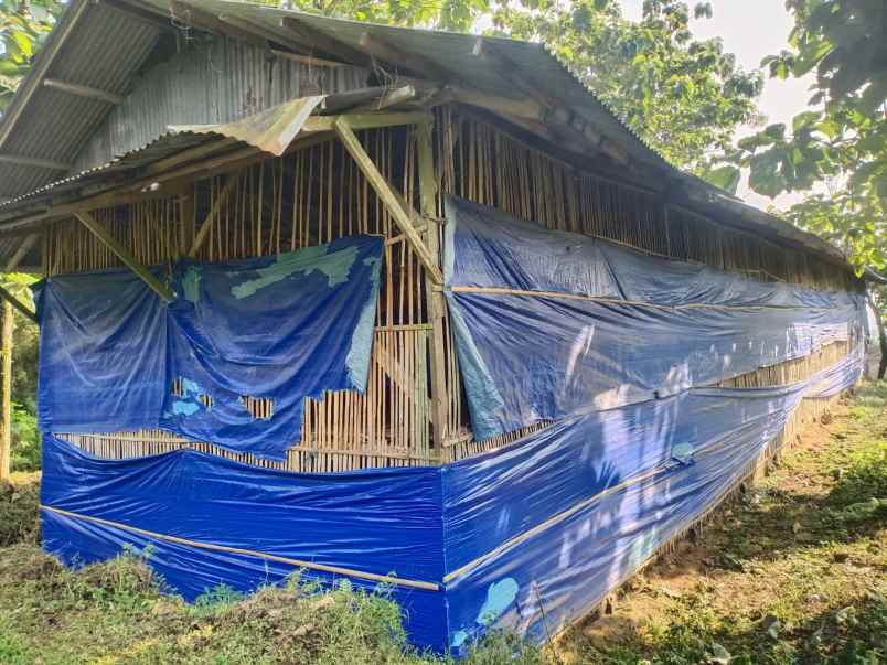 tanah kebun dan peternakan di cipelang bogor