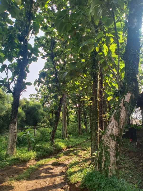 tanah kebun dan peternakan di cipelang bogor