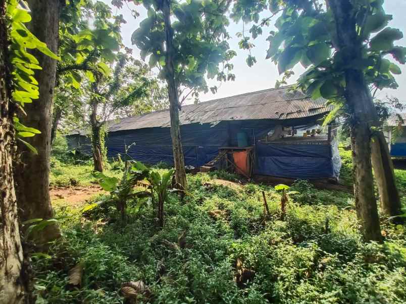 tanah kebun dan peternakan di cipelang bogor