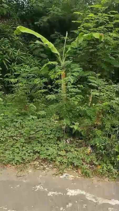 tanah kebun padat dan rata di tengah pemukiman