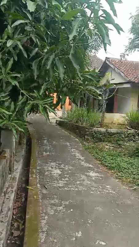 tanah kebun padat dan rata di tengah pemukiman