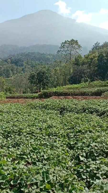 tanah kebun subur dekat kawasan wisata