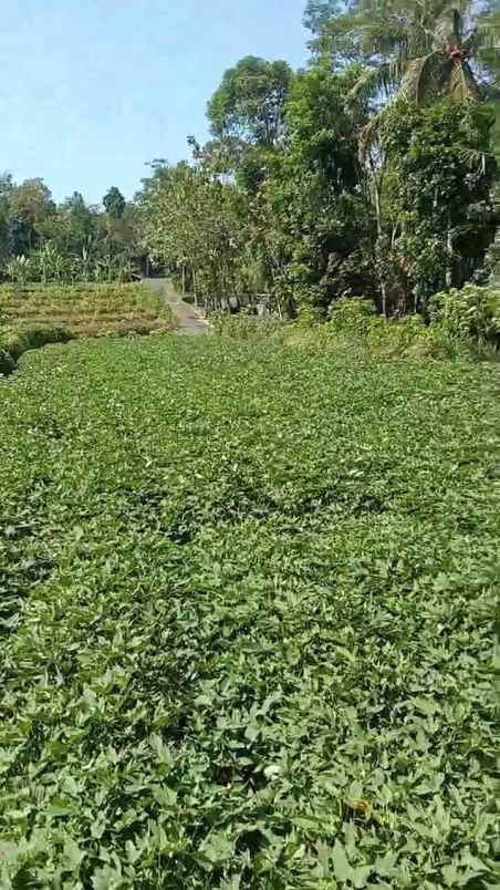 tanah kebun subur dekat kawasan wisata