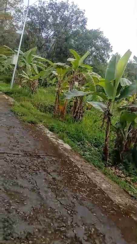 tanah kebun subur dekat kawasan wisata