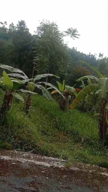 tanah kebun subur dekat kawasan wisata