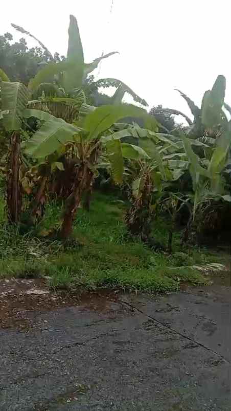 tanah kebun subur dekat kawasan wisata