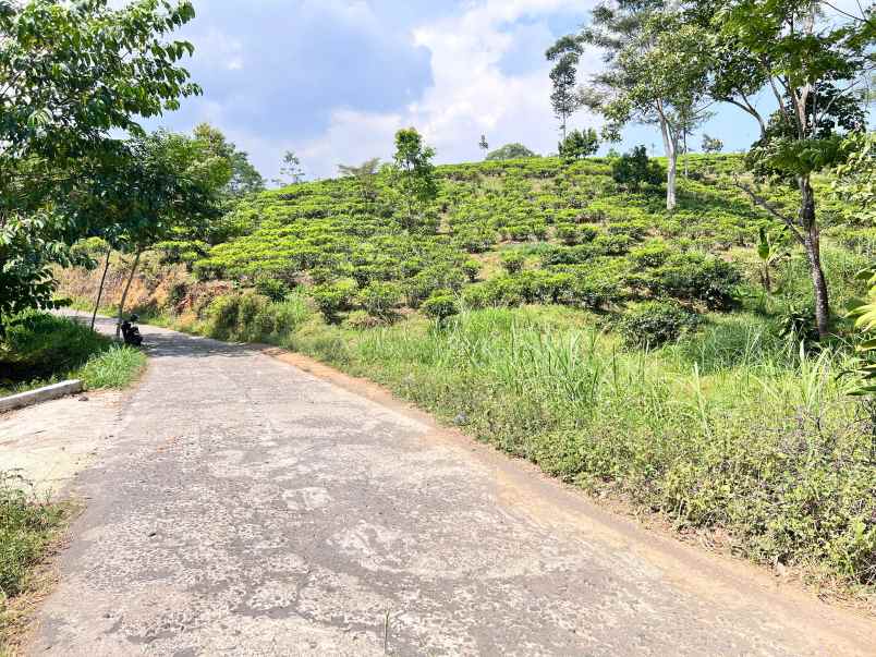 tanah murah 300 juta view langsung kebun teh kemuning