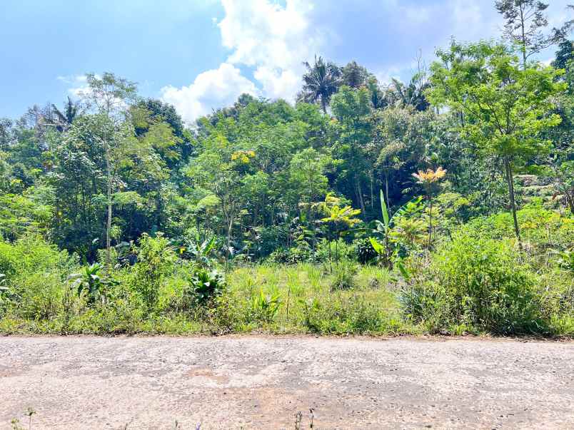 tanah murah 300 juta view langsung kebun teh kemuning