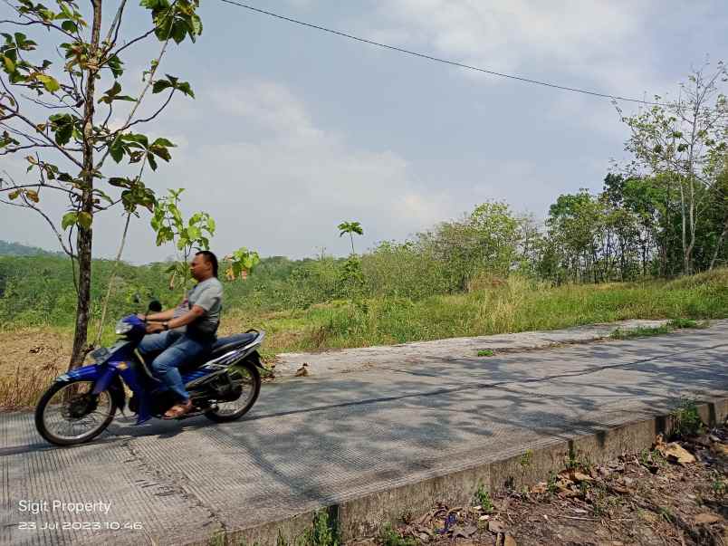 tanah murah luas datar pinggir jalan desa