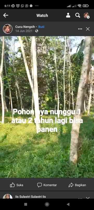 tanah perkebunan pohon kayu jengjing