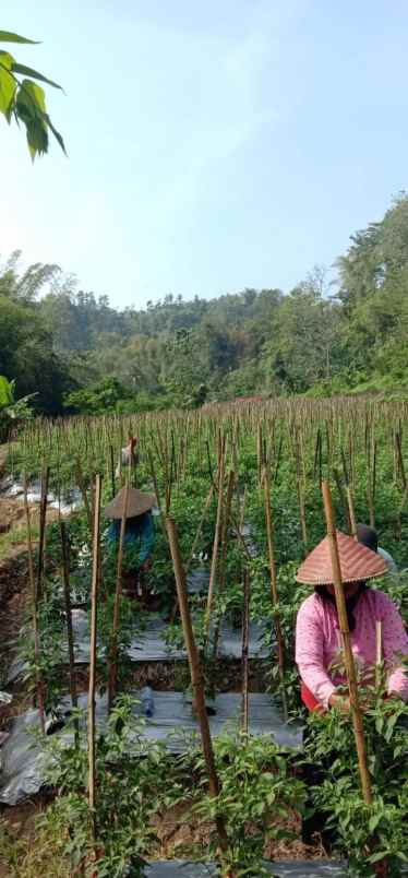 tanah rancabuaya