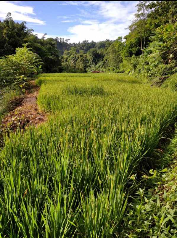 tanah rancabuaya