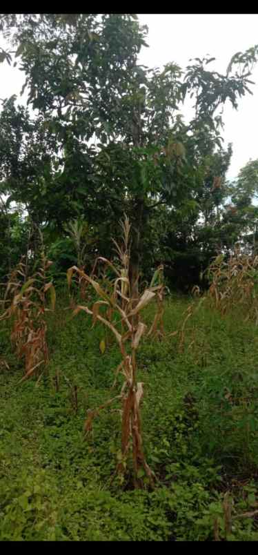 tanah rancabuaya garut