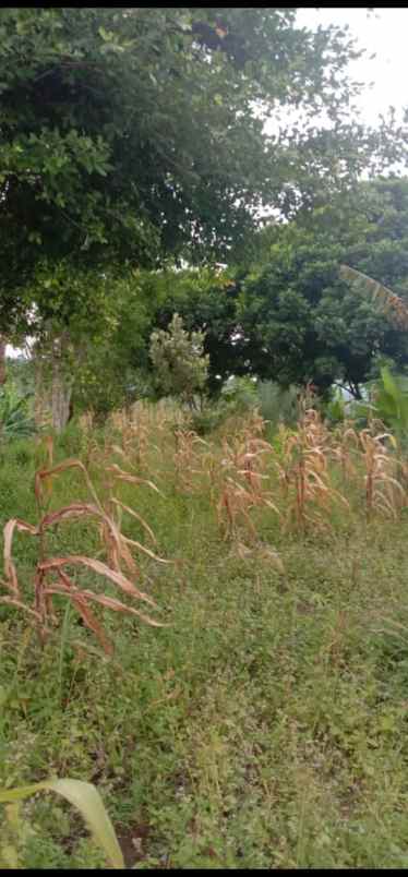 tanah rancabuaya garut