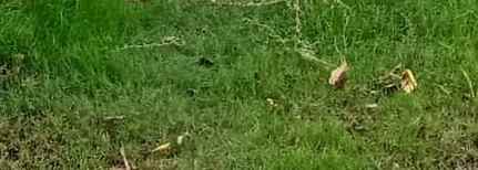 tanah teluk golf citraland surabaya barat