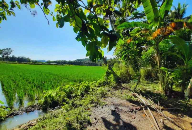 tanah temon depan bandara yia cocok investasi