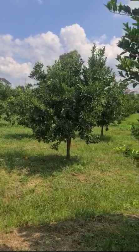 termurah tanah kebun jeruk produktif dau malang