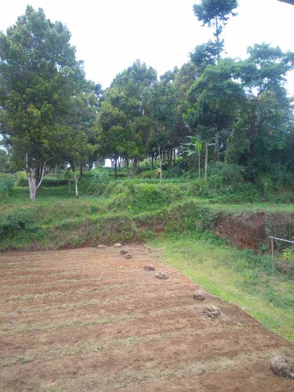 2 2 ha kebun cengkeh di desa pakuhaji bandung barat