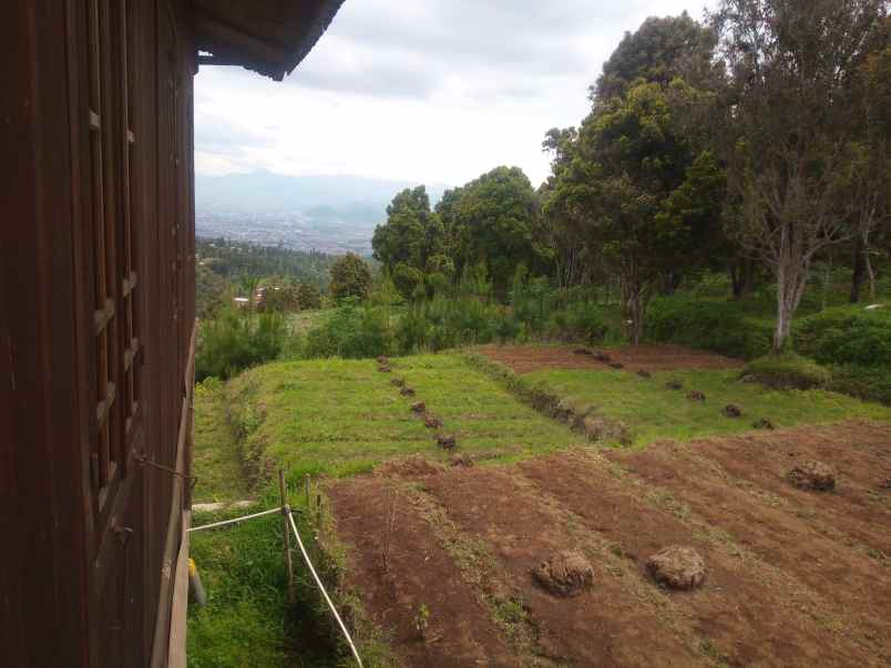 2 2 ha kebun cengkeh di desa pakuhaji bandung barat