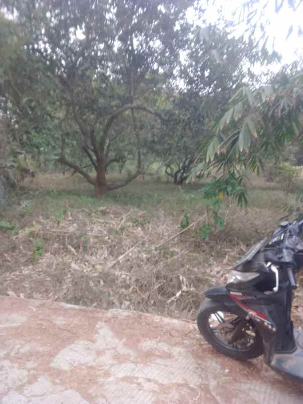 dijual kebun rambutan di campaka purwakarta