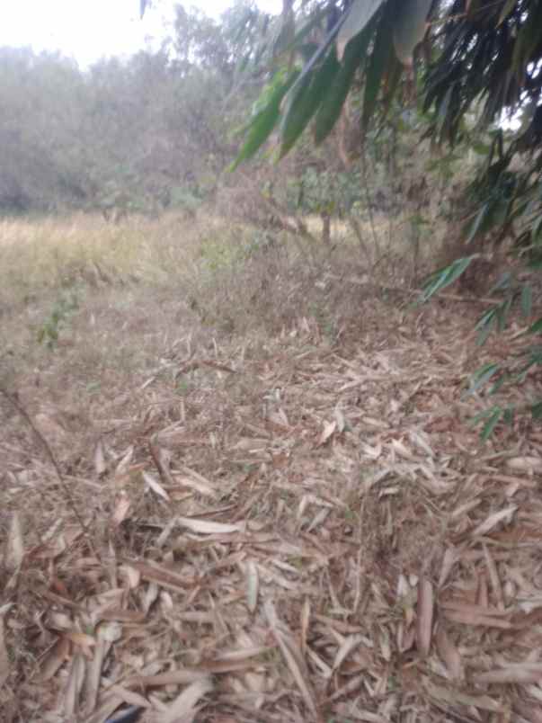 dijual kebun rambutan di campaka purwakarta