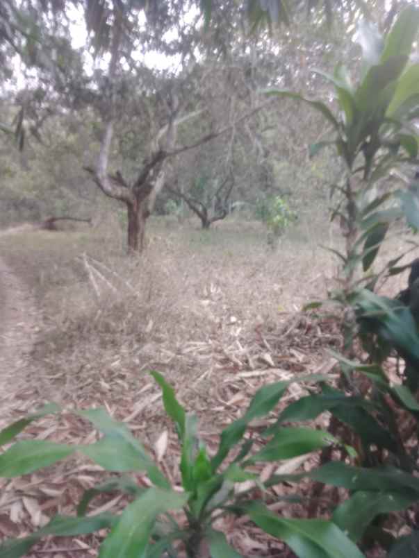 dijual kebun rambutan di campaka purwakarta