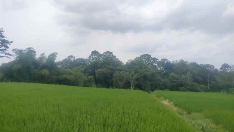 dijual murah tanah luas 7 000m kota garum blitar