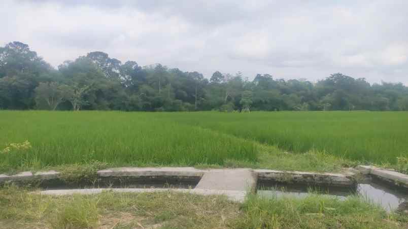 dijual murah tanah luas 7 000m kota garum blitar