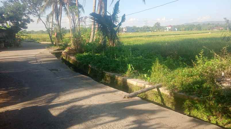 dijual sawah pertanian murah di jetis bantul