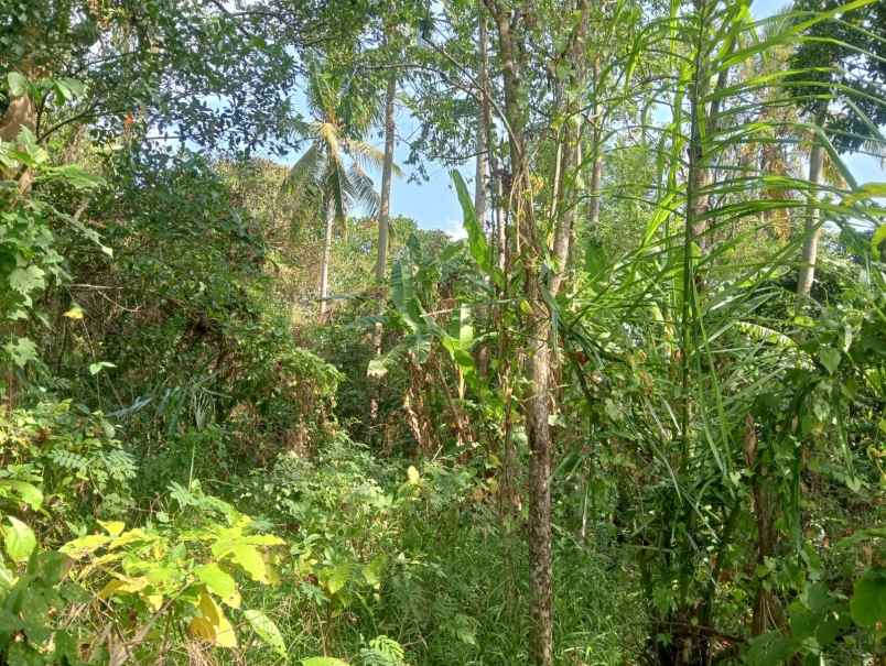 dijual tanah batuaji kerambitan tabanan