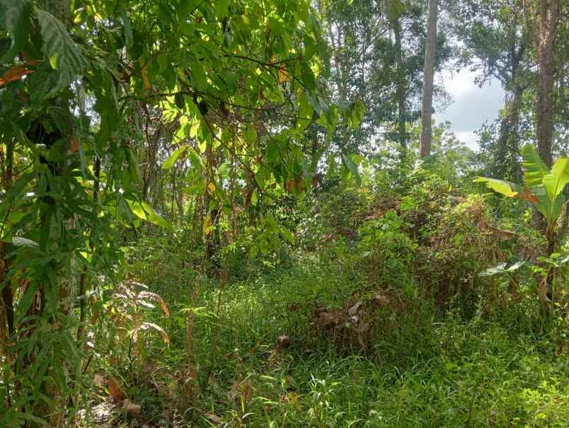 dijual tanah batuaji kerambitan tabanan