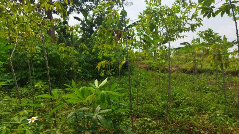 dijual tanah cipageran