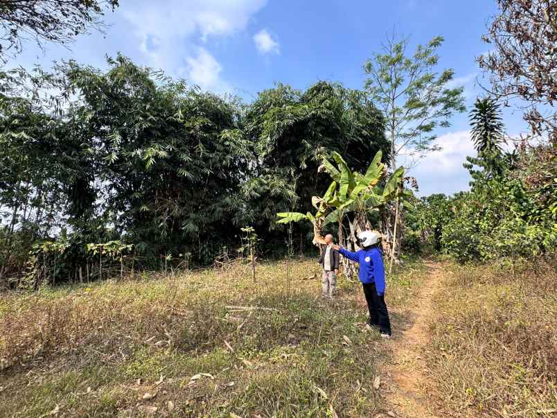 dijual tanah desa cileunca bojong