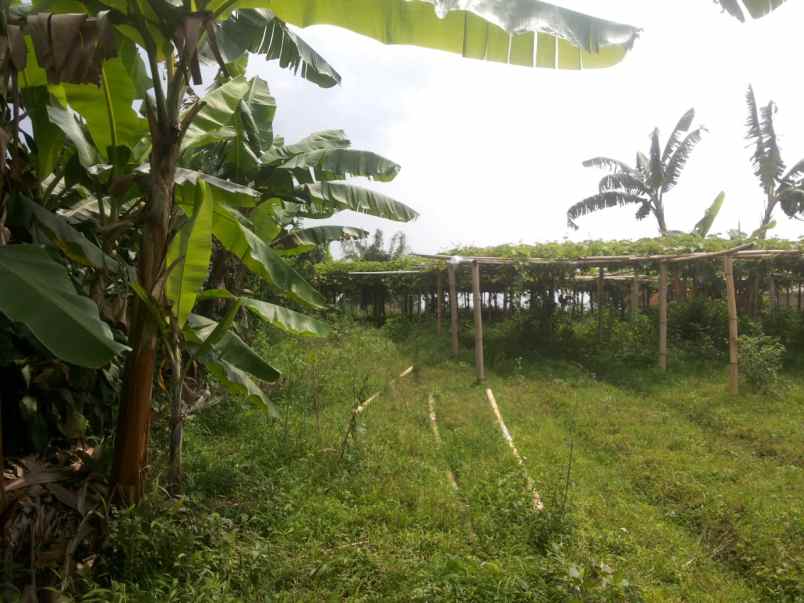 dijual tanah desa padaasih kecamatan