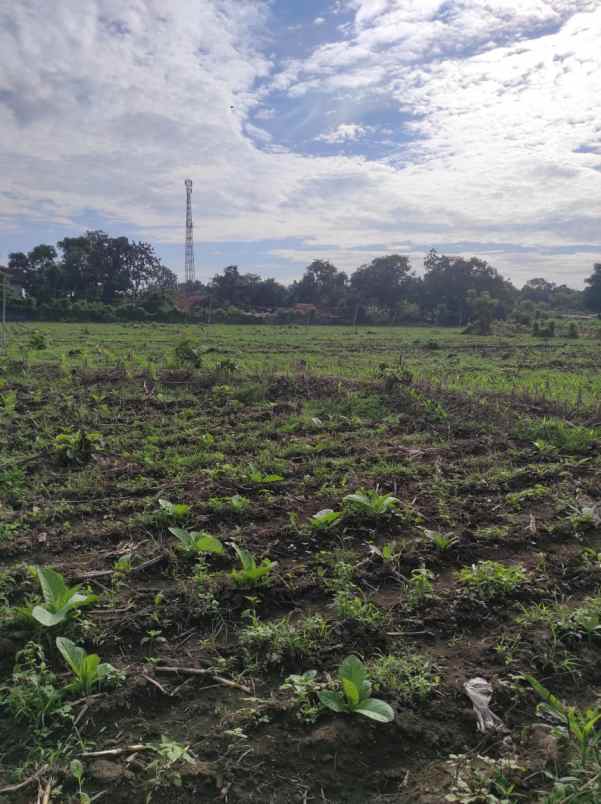 dijual tanah di situbondo