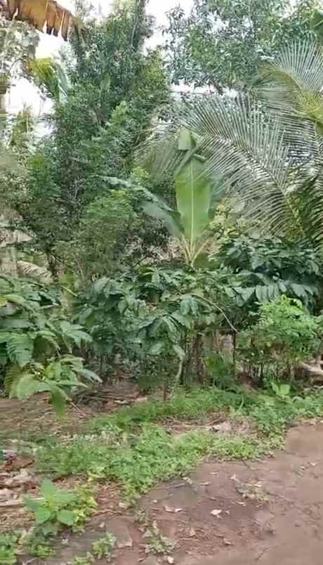 dijual tanah ds mundeh kangin kec