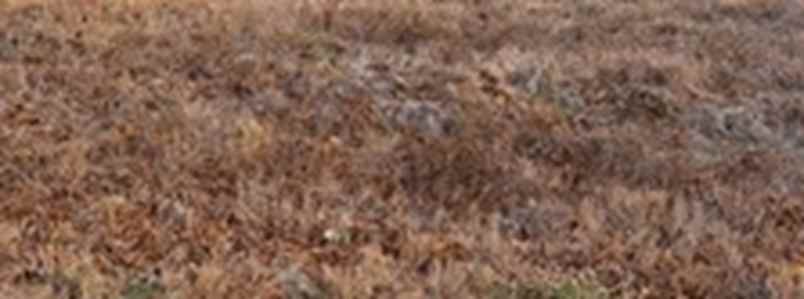 dijual tanah embong gayam